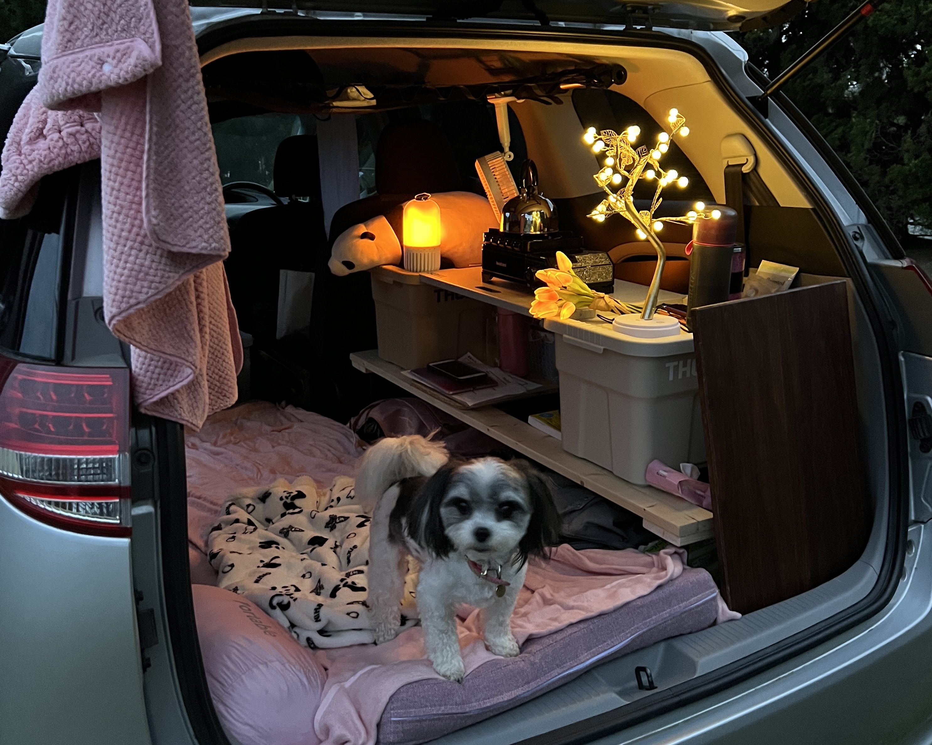 犬の紅葉と車中泊in初めてのキャンプ場